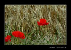 Mohn im Kornfeld