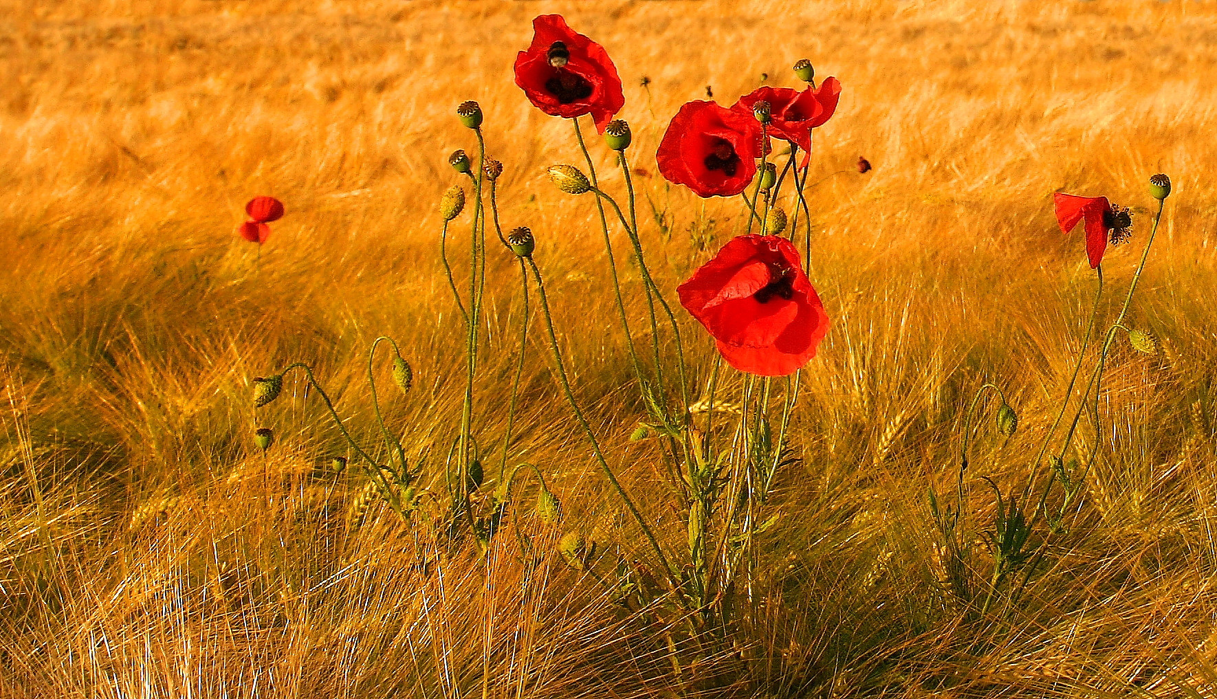 Mohn im Kornfeld