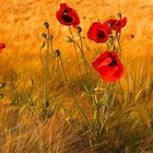 Mohn im Kornfeld