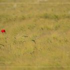 Mohn im Kornfeld 1