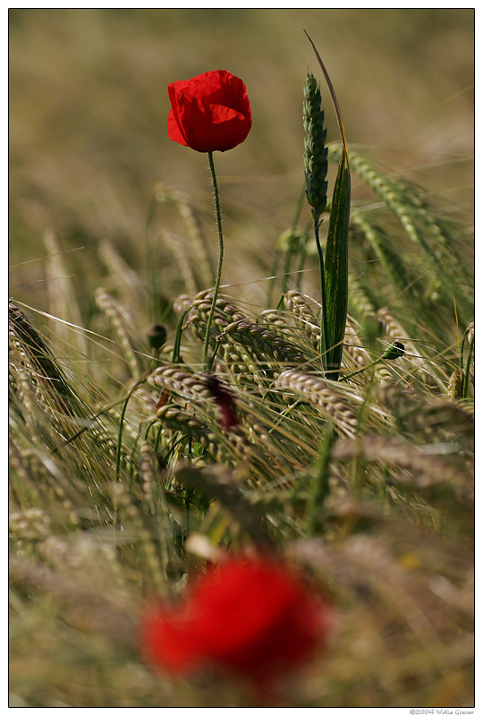 Mohn im Kornfeld