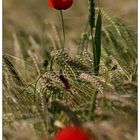 Mohn im Kornfeld