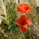 Mohn im Kornfeld