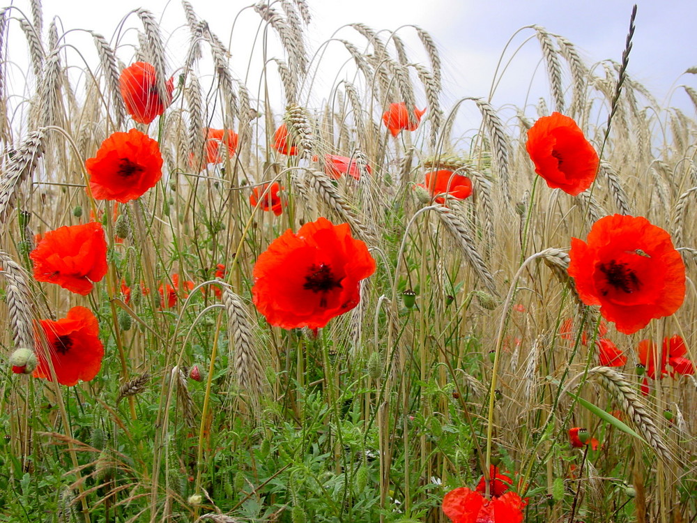 Mohn im Kornfeld