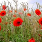 Mohn im Kornfeld