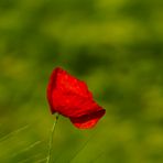 Mohn im Kornfeld