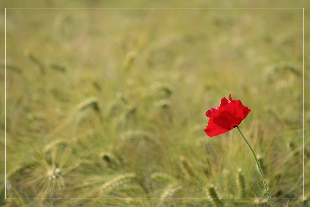 Mohn im Kornfeld 2