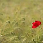 Mohn im Kornfeld 2