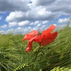 Mohn im Kornfeld