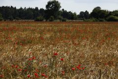 Mohn im Kornfeld