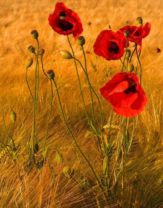 Mohn im Kornfeld