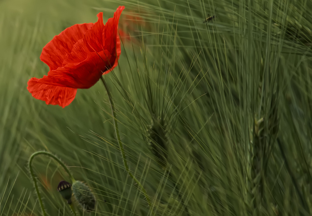 Mohn im Kornfeld