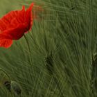 Mohn im Kornfeld