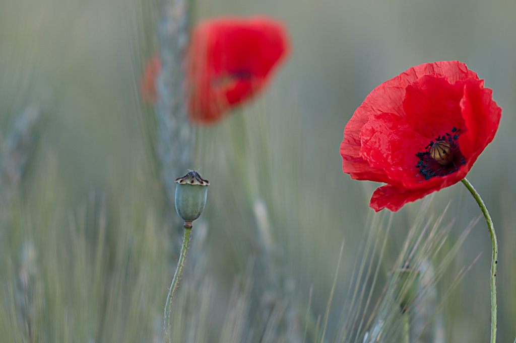 Mohn im Kornfeld