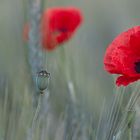 Mohn im Kornfeld