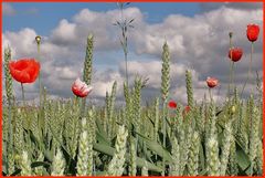 Mohn im Kornfeld