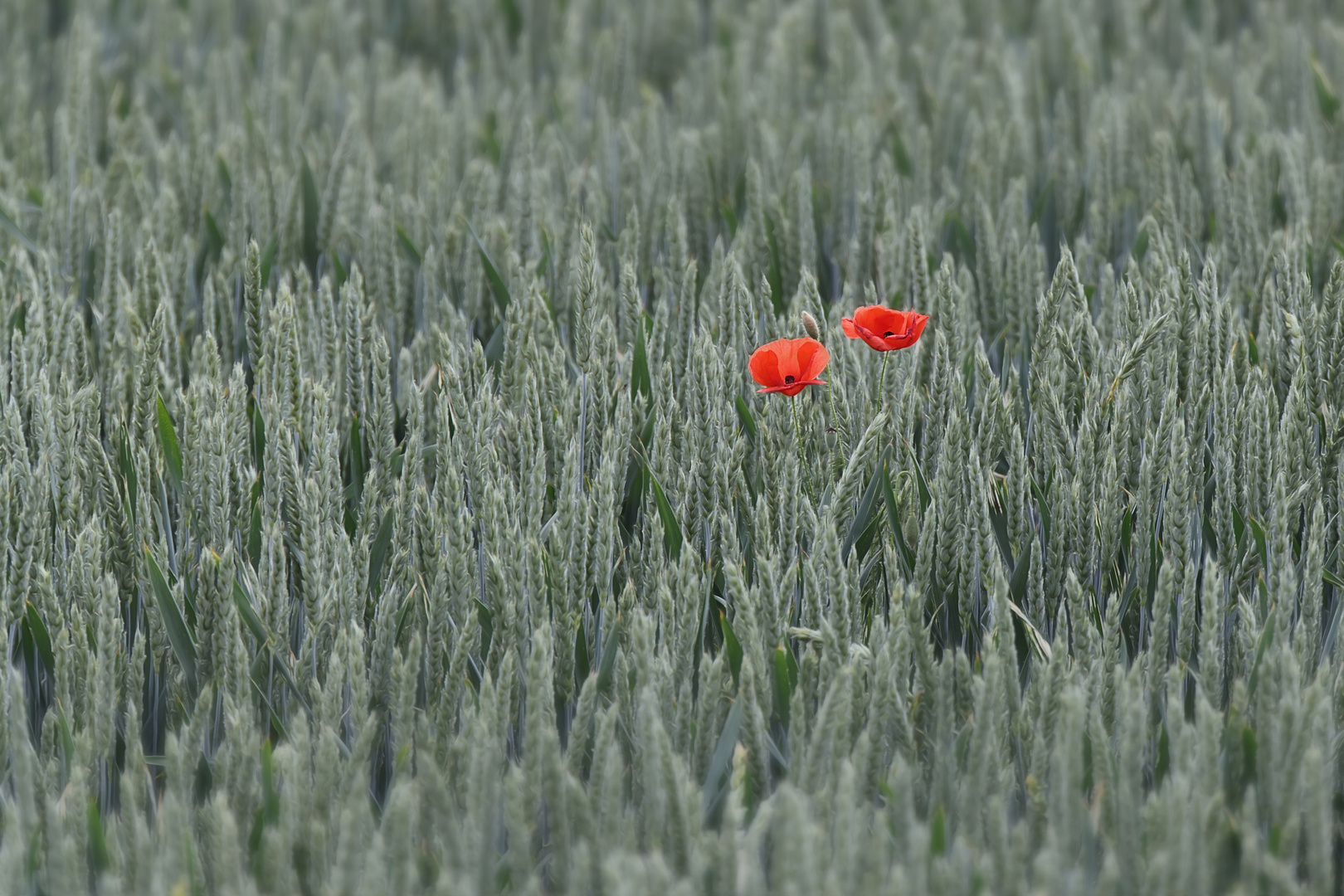 Mohn im Kornfeld 