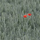 Mohn im Kornfeld 