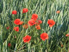 Mohn im kornfeld