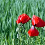 Mohn im Kornfeld....