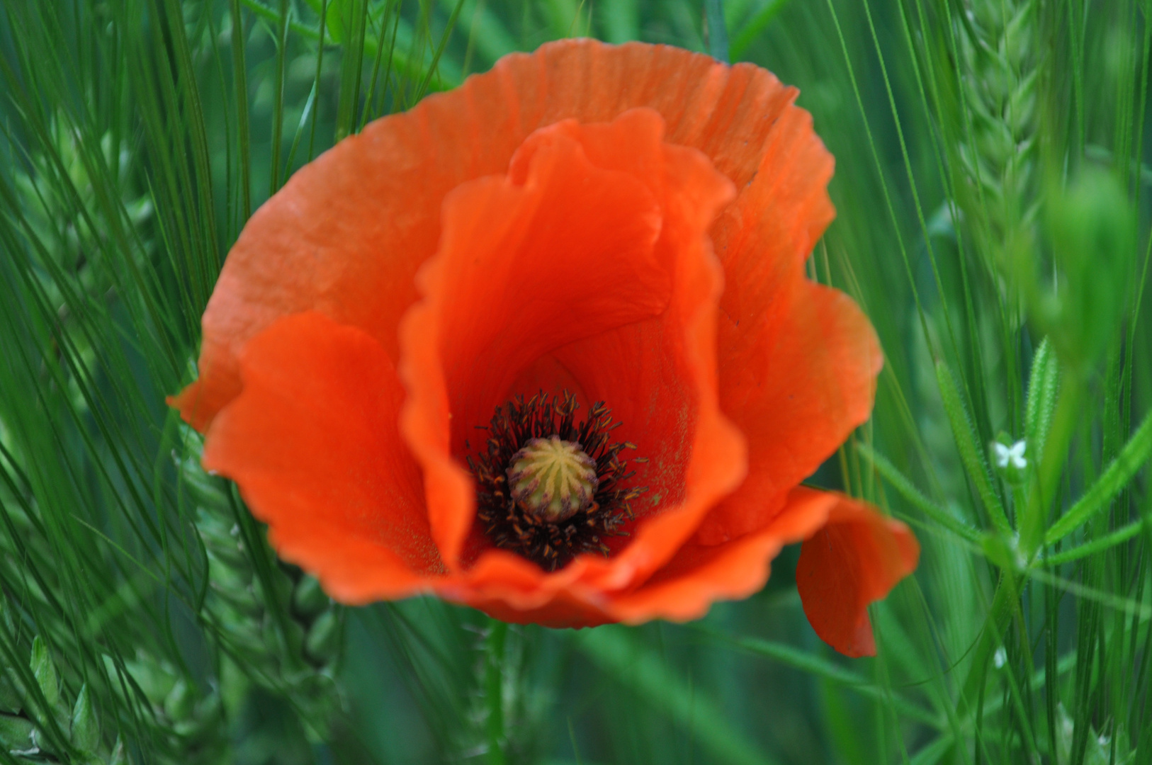 Mohn im Kornfeld