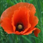 Mohn im Kornfeld