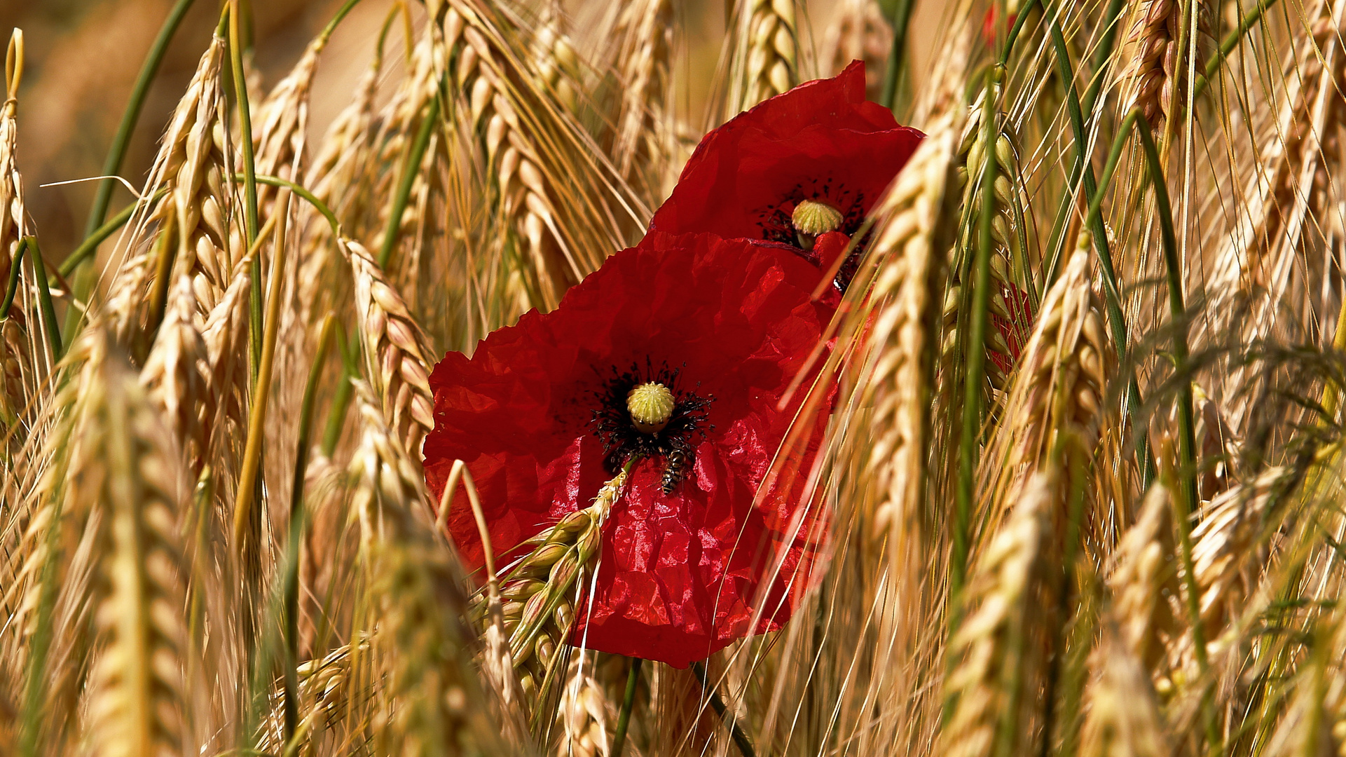 Mohn im Kornfeld