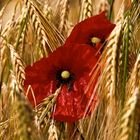 Mohn im Kornfeld