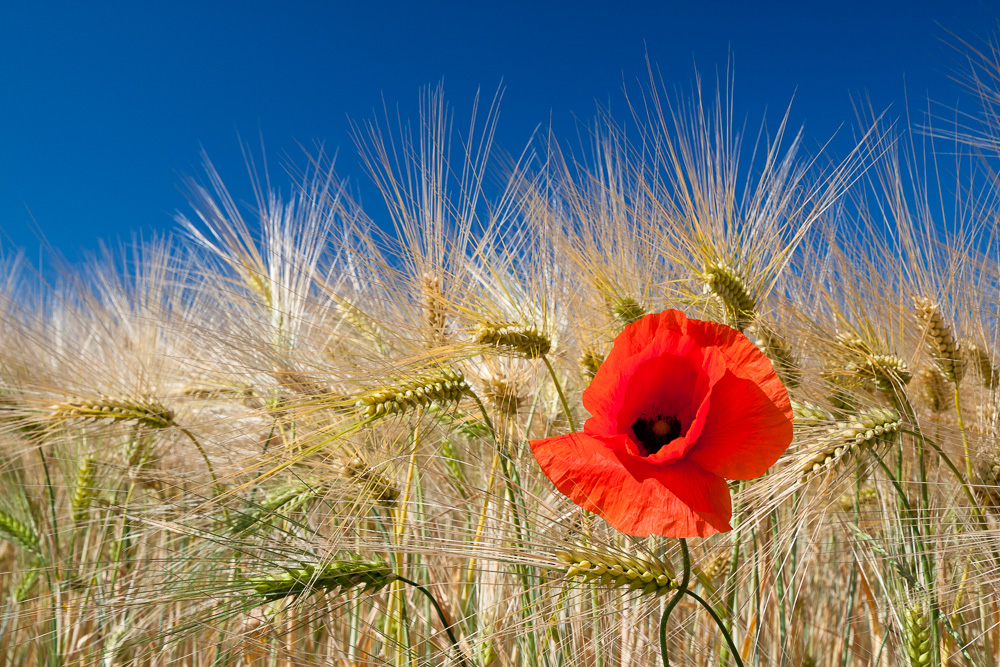 Mohn im Kornfeld