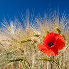 Mohn im Kornfeld