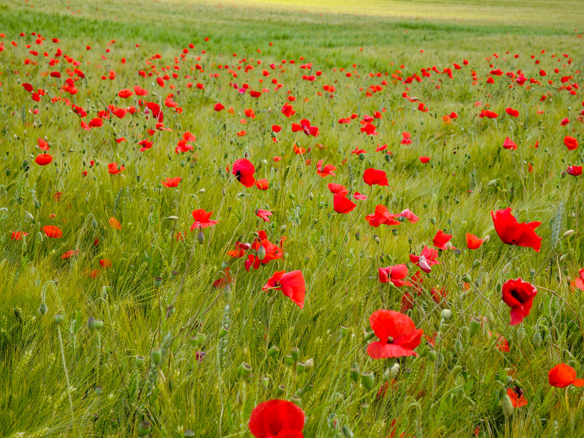 Mohn im Kornfeld