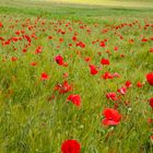 Mohn im Kornfeld