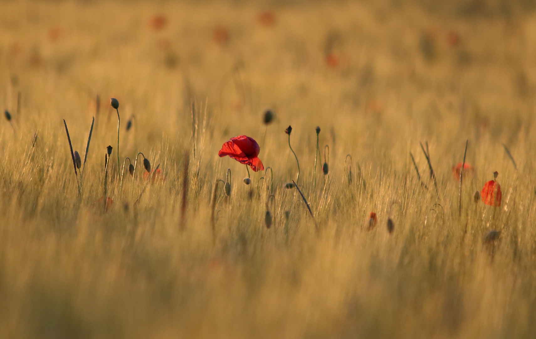 Mohn im Kornfeld