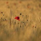 Mohn im Kornfeld