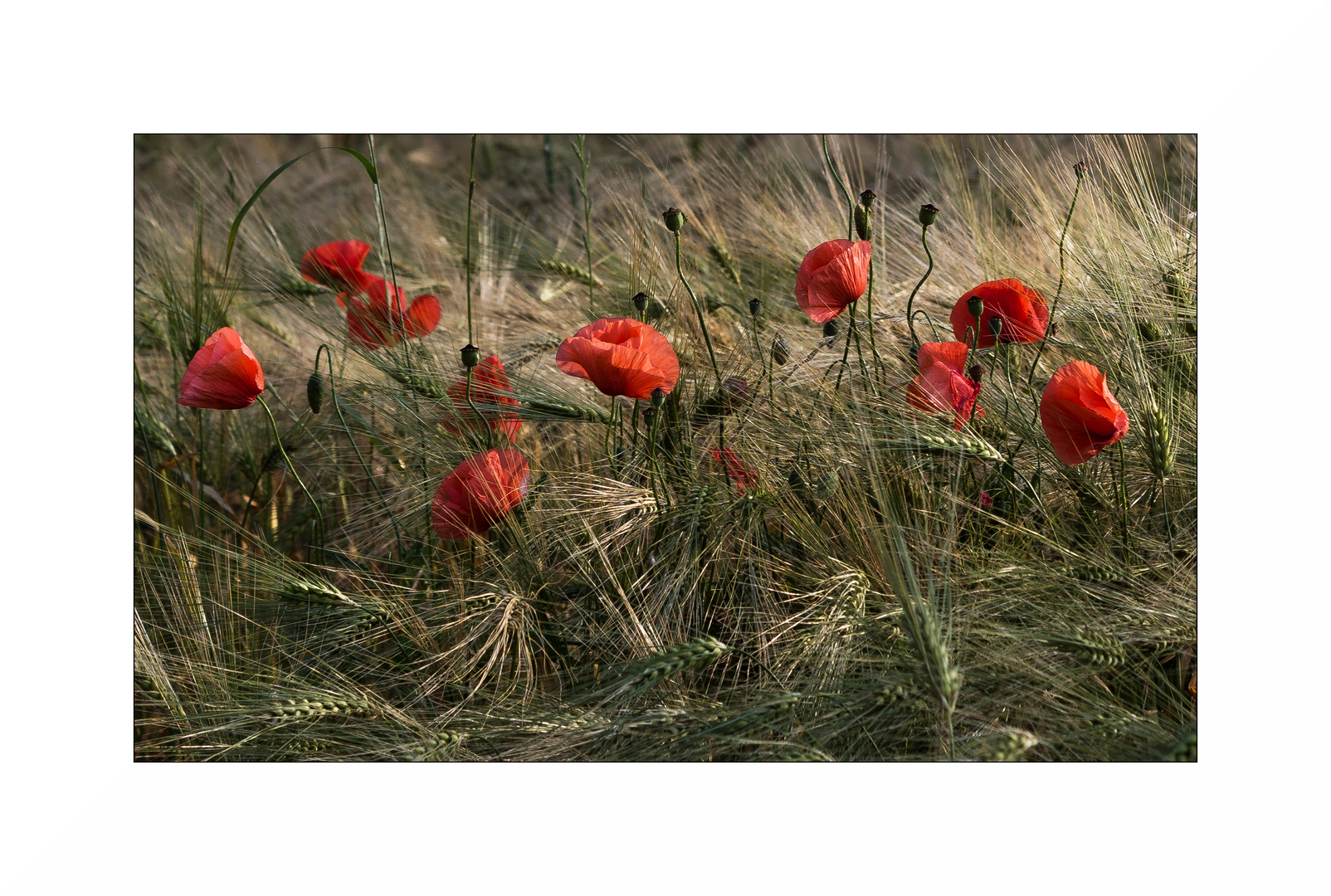 Mohn im Kornfeld