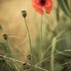 Mohn im Kornfeld