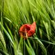 Mohn im Kornfeld