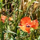 Mohn im Kornfeld