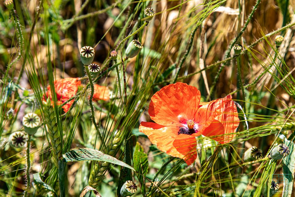 Mohn im Kornfeld