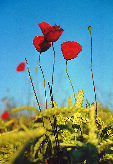 Mohn im Kornfeld