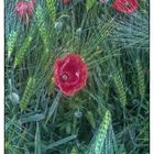 Mohn im Kornfeld