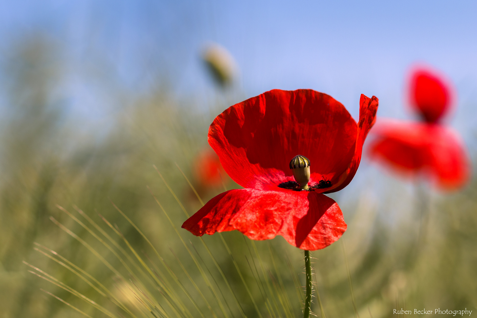 Mohn im Kornfeld