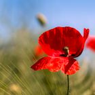 Mohn im Kornfeld