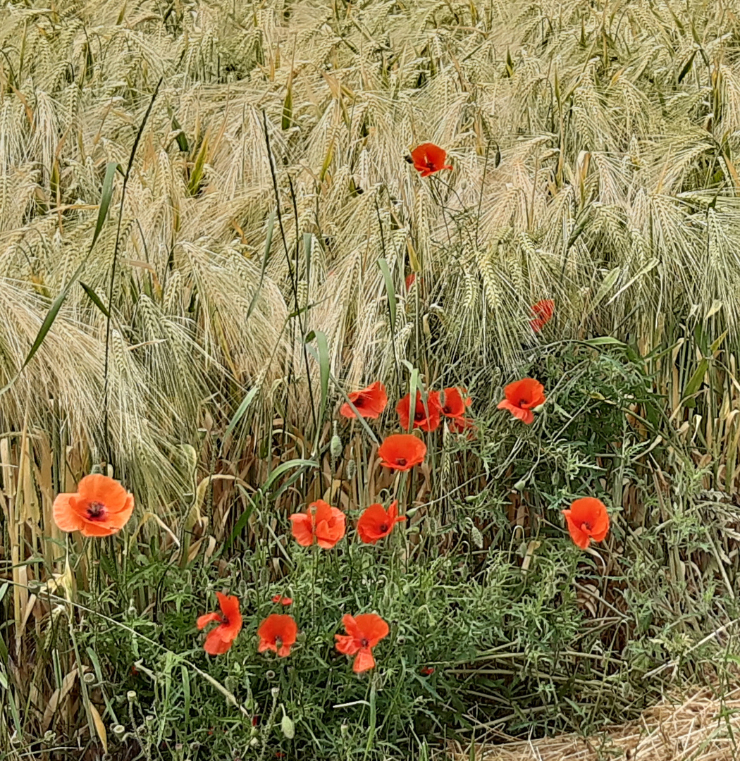 Mohn im Kornfeld