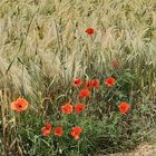 Mohn im Kornfeld