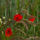 Mohn im Kornfeld