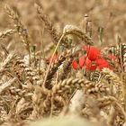 Mohn im Kornfeld