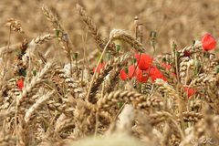 Mohn im Kornfeld