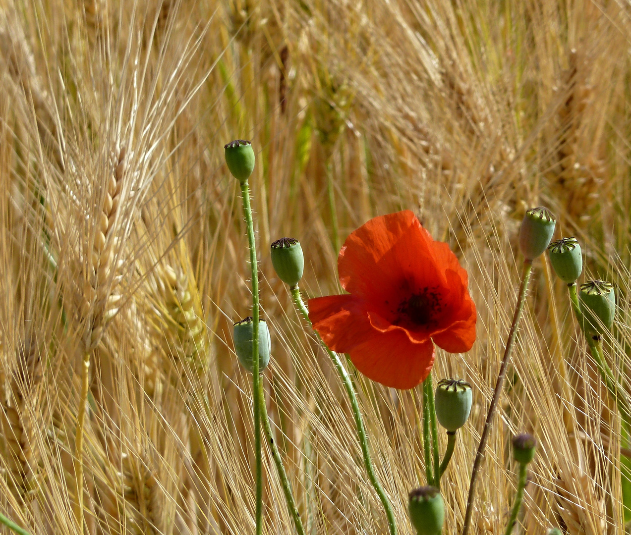 Mohn im Kornfeld