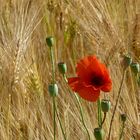 Mohn im Kornfeld